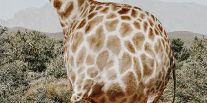 Artist Aditya Aryanto Continues To Transform Animals Into Geometric Shapes – Meet Animal Balls!