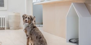 The Family Dog Was Considered In The Design Of This Toronto House