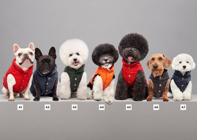Moncler Dog Jackets Mondog Designboom 02