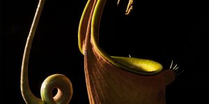 UK Royal Society Publishing Photography Competition 2017 Winners