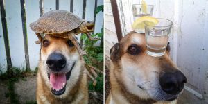 This Dog Can Keep Anything On His Head Without Falling