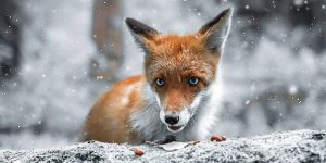 Into The Wildlands Of Finland: Dreamlike Animal Portraits By Joachim Munter