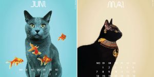 Zwei Katzen: Hilarious Cats Calendar By Otávio Santiago