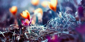 Beautiful Flower Photography By The Polish Photographer Barbara Florczyk
