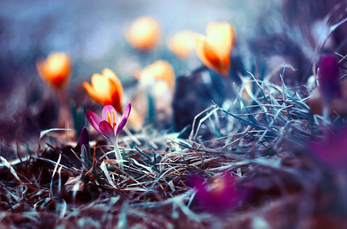 Beautiful Flower Photography By The Polish Photographer Barbara ...