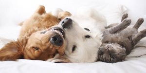 Meet Watson, Kiko, And Harry, Three Best Friends Taking Over Instagram With Their Adorable Pics