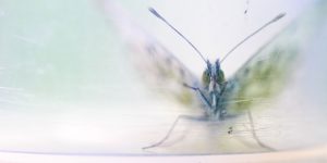 UK Capturing Ecology 2017 Photo Competition