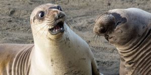 The Comedy Wildlife 2017 Unveils The Hilarious Photos Of The Winners