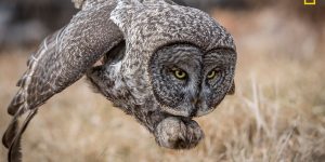 Winning Photos Of The 2017 National Geographic Nature Photographer Of The Year Contest