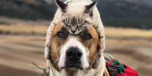 This Cat and Dog Duo Love Travelling Together And They Take The Best Pictures