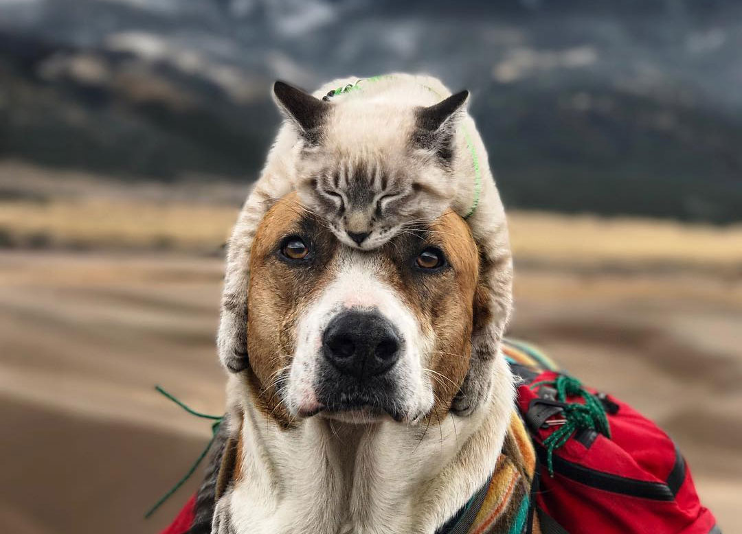 This Cat and Dog Duo Love Travelling Together And They Take The Best