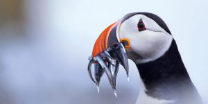 Outdoor Photographer Of The Year 2017: Category Winners Revealed