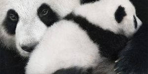 Photographer Tim Flach Spent Two Years Photographing Animals That May Soon Be Extinct