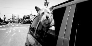 Street Photographer Travels The World Portraying Very Different Personalities Of Dogs