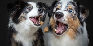 A Photographer Tested The Concentration Of Several Pairs Of Dogs As He Captured Their Reactions To Treat Time In A Series Of Shots