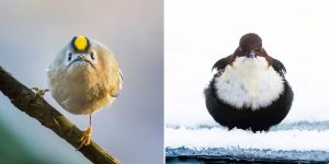 Finnish Photographer Shoots Real Life Angry Birds, And We Can’t Finish Looking At Them