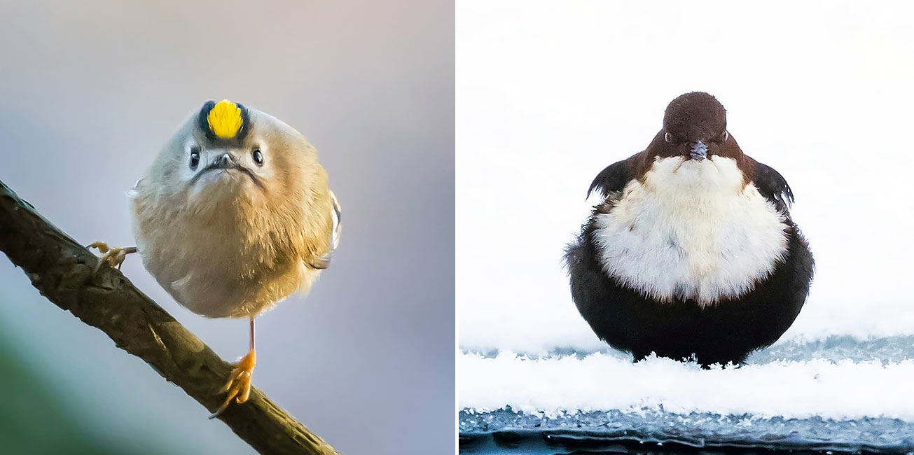 Finnish Photographer Shoots Real Life Angry Birds, And We Can’t Finish ...