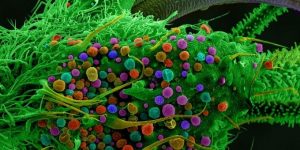 Here’s What Marijuana Looks Like Under The Microscope