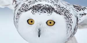 The Shortlist For The Coveted Bird Photographer Of The Year 2018 Awards Has Been Announced