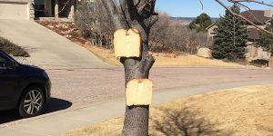 There’s An Online Community About Stapling Bread To Trees