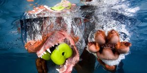 Funny Underwater Pictures Capture Dogs Diving Head First Into Swimming Pool