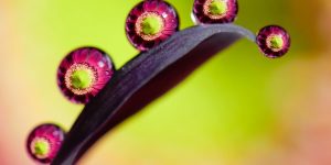 Nature In The Spotlight – Photographer Snaps Insects And Plants Under UV lights