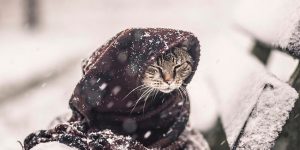 The Internet's Most Favorite Animal Captured In Beautiful Portrait Photographs By Felicity Berkleef