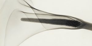 Gorgeous Minimalist Flower X-Rays From The 1930s