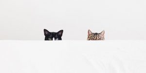 Is This The Greatest Account On Instagram?