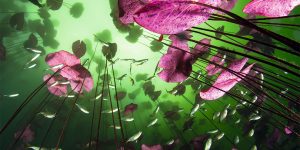 Wildlife Photographer Of The Year: Unforgettable Underwater Photography