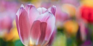 This Is What 7 Million Flowers In The Netherlands Look Like