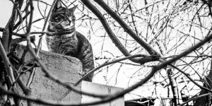Gorgeous Photos Of Cats Taken By Marianna Zampieri