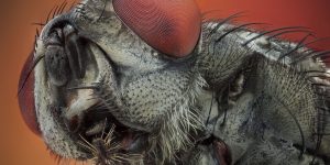 This Extraordinary Close-Up Photos Turns Mundane Insects Into Terrifying Beasts From Another World