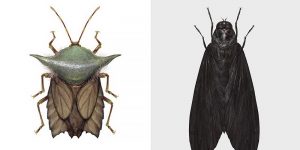 Artist Richard Wilkinson Mutates Insects To Resemble Star Wars Characters