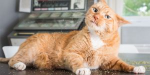 A Humorous Collection Of Photos Of Funny And Adorable Cats As They Play With Catnip By Andrew Marttila