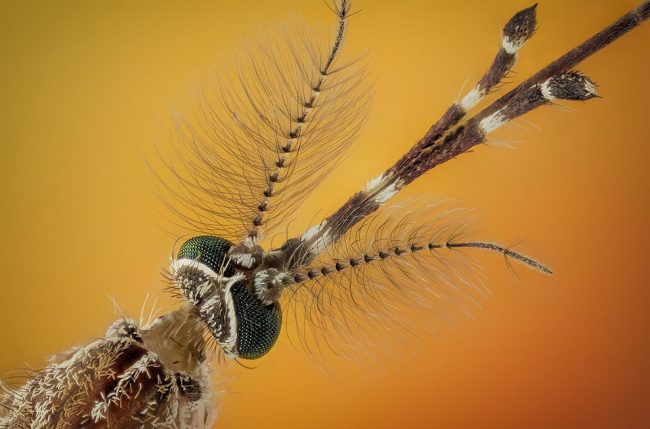 This Extraordinary Close-Up Photos Turns Mundane Insects Into ...