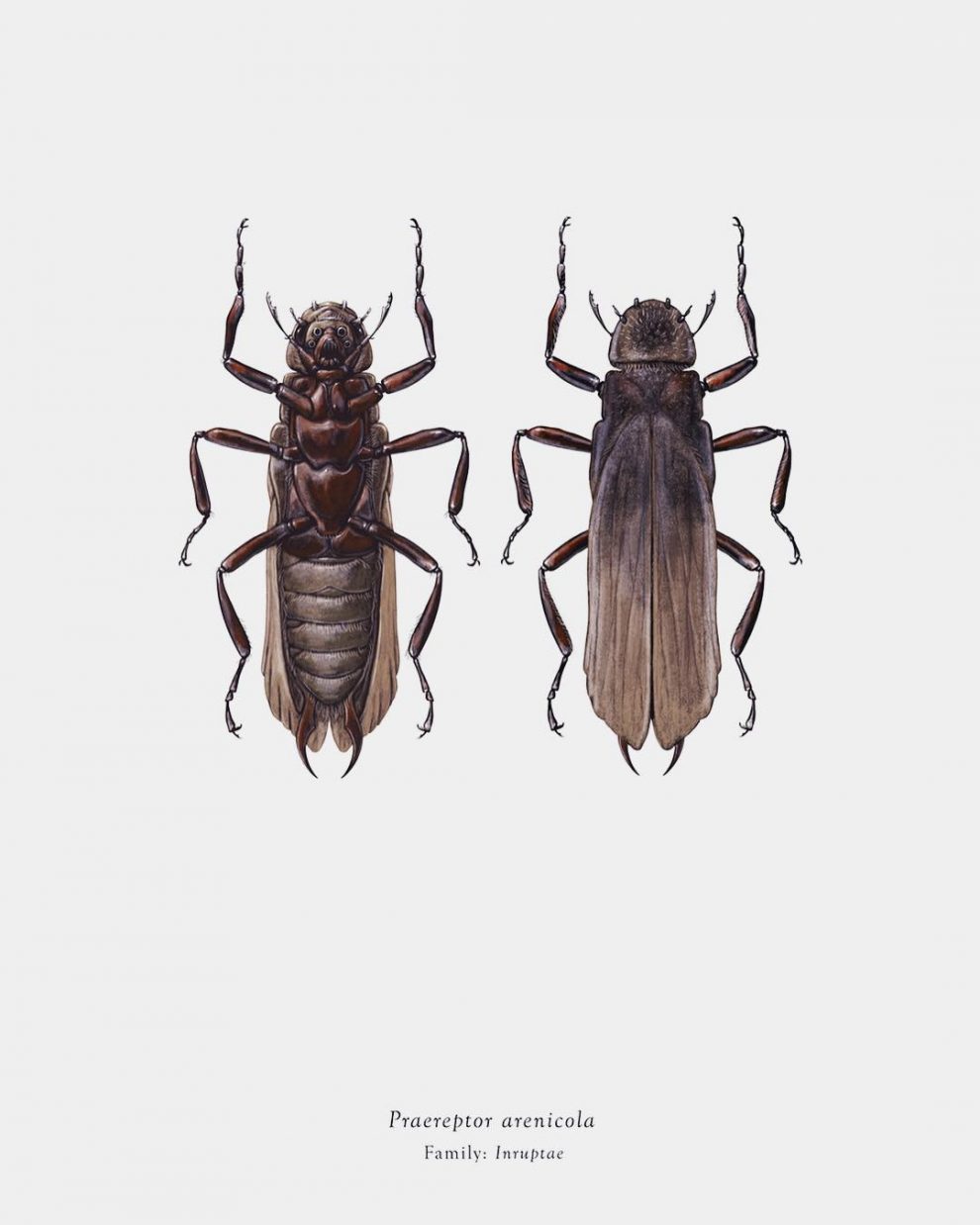 Artist Richard Wilkinson Mutates Insects To Resemble Star Wars ...