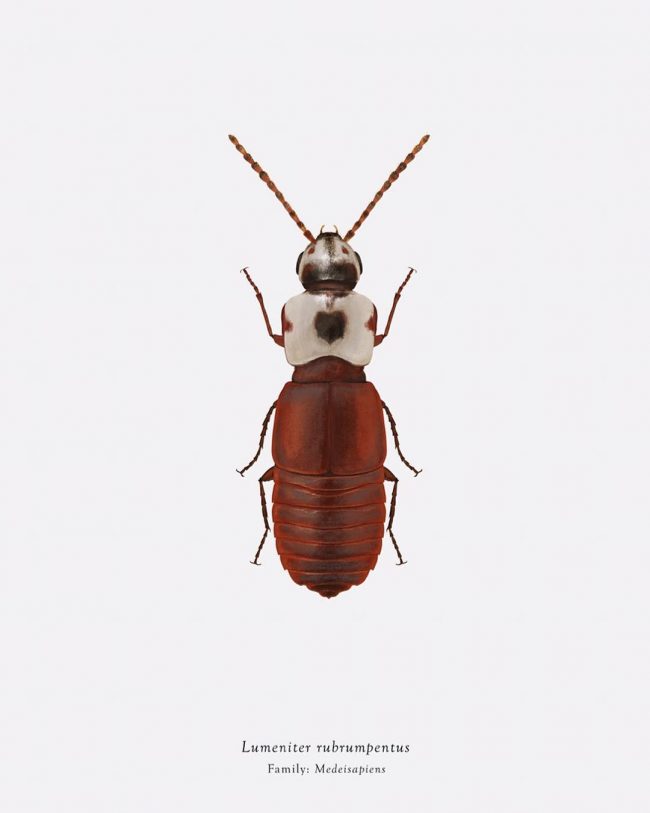 Artist Richard Wilkinson Mutates Insects To Resemble Star Wars ...