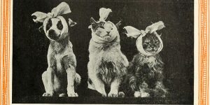 Before LOLCat, There Were The Felines Featured In Kittens And Cats: A First Reader