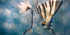 International Garden Photographer Of The Year Macro Winners
