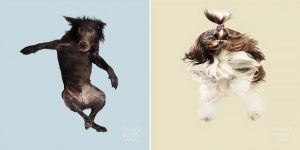 Photographer Julia Christe Snaps Of 'Flying' Dogs In Mid-Air