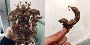 Japanese Student Creates Superhero Figures Out Of Insect Shells
