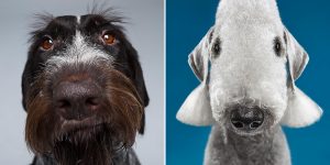The Dogs Show: Photographers Explore The Amazing World Of Dog Breeds