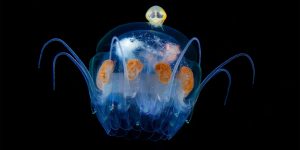 Jewels in the Night Sea: Japanese Photographer Captures The Underwater Life Of The Ocean Creatures