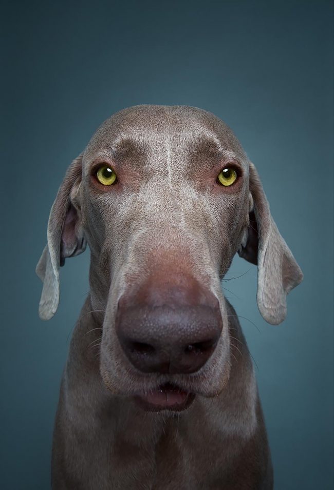 “The Dogs Show”: Photographers Explore The Amazing World Of Dog Breeds ...