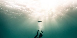 Magnificent Underwater Life Photography By Alex Voyer And Alex Roubaud