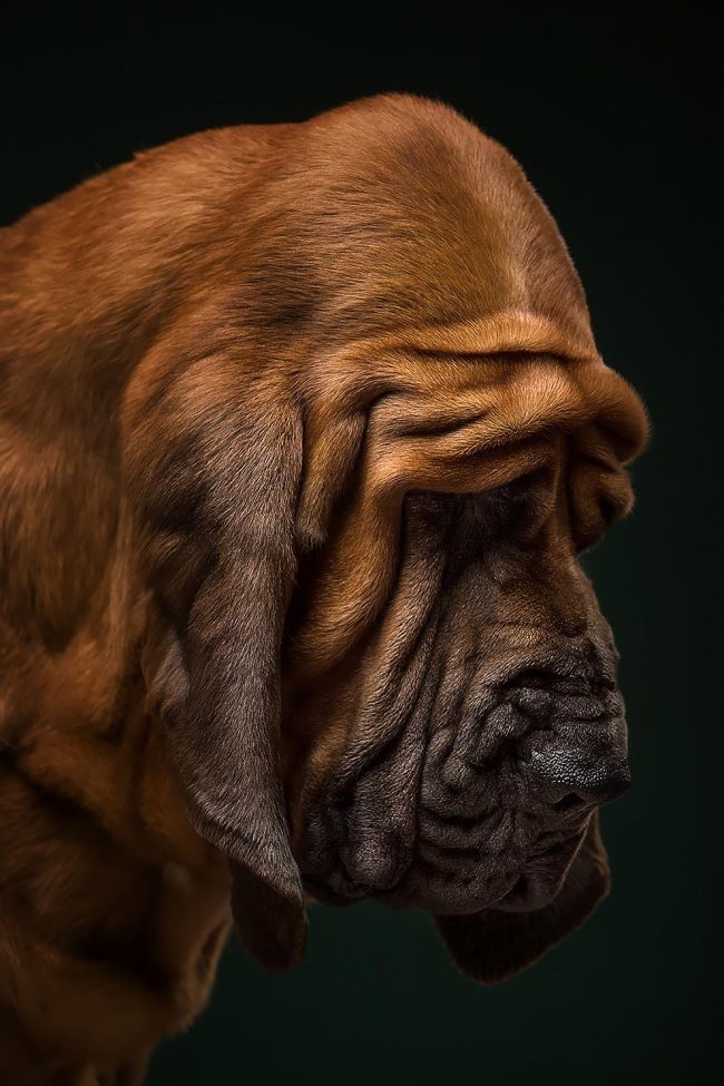 “The Dogs Show”: Photographers Explore The Amazing World Of Dog Breeds ...