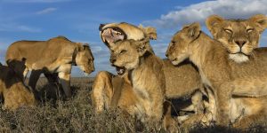 Air, Land & Sea Exhibition: 50 Greatest Wildlife Photographs Of The National Geographic