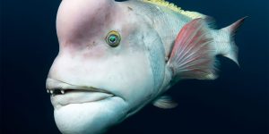 2018 Wildlife Photographer Of The Year: Highly Commended
