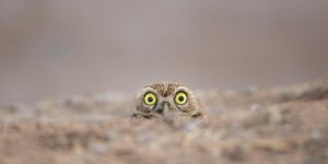 The Funniest Finalists For Comedy Wildlife Photography Awards 2018